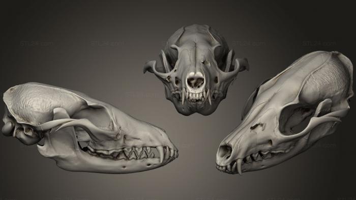 Anatomy of skeletons and skulls (Animal Skulls 0212, ANTM_0239) 3D models for cnc